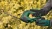 Аккумуляторный кусторез Bosch AdvancedShear 18V-10 0600857001