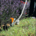 Кромкорез Stihl FCB-KM 41807405002