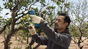 Аккумуляторный секатор Bosch Pro Pruner Professional 06019K1021