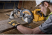 Торцовочная пила DeWALT DWS773