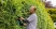 Аккумуляторный кусторез Bosch EasyHedgeCut 18V-44-11 0600849H06