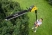 Аккумуляторный кусторез Karcher PHG 18-45 Battery 1.444-210.0 без АКБ и ЗУ